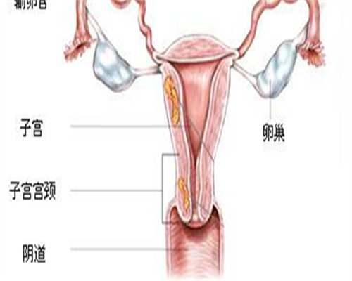 做代孕的费用是多少,鄂州三代试管生孩子价格,2026总花费明细参考