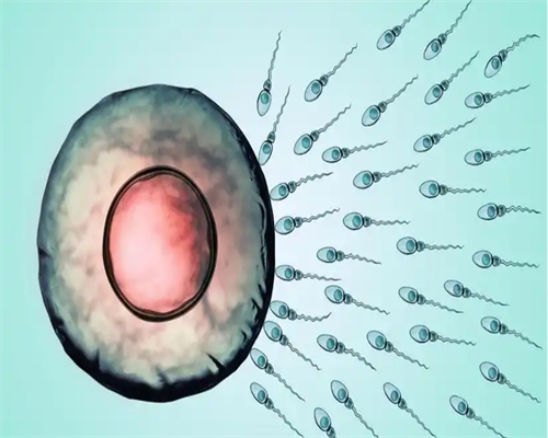 试管助孕成功率怎么样(试管助孕方式ivf)